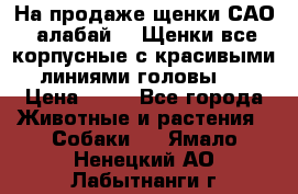 На продаже щенки САО (алабай ). Щенки все корпусные с красивыми линиями головы . › Цена ­ 30 - Все города Животные и растения » Собаки   . Ямало-Ненецкий АО,Лабытнанги г.